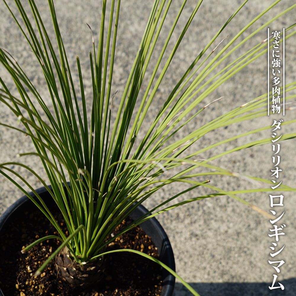 楽天市場】【ロンギシマム】 ダシリリオン 耐寒性南欧風プランツ 3.5号