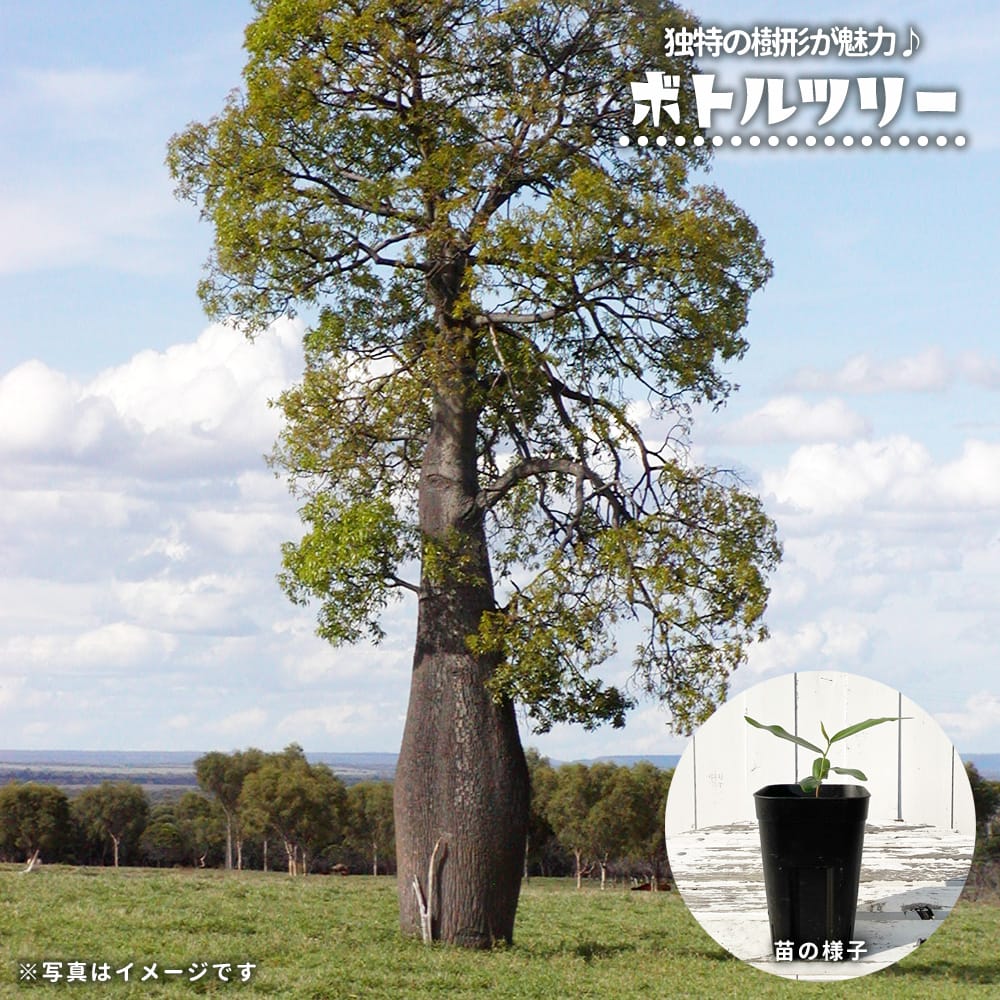 楽天市場】ブラキキトン ボトルツリーの通販