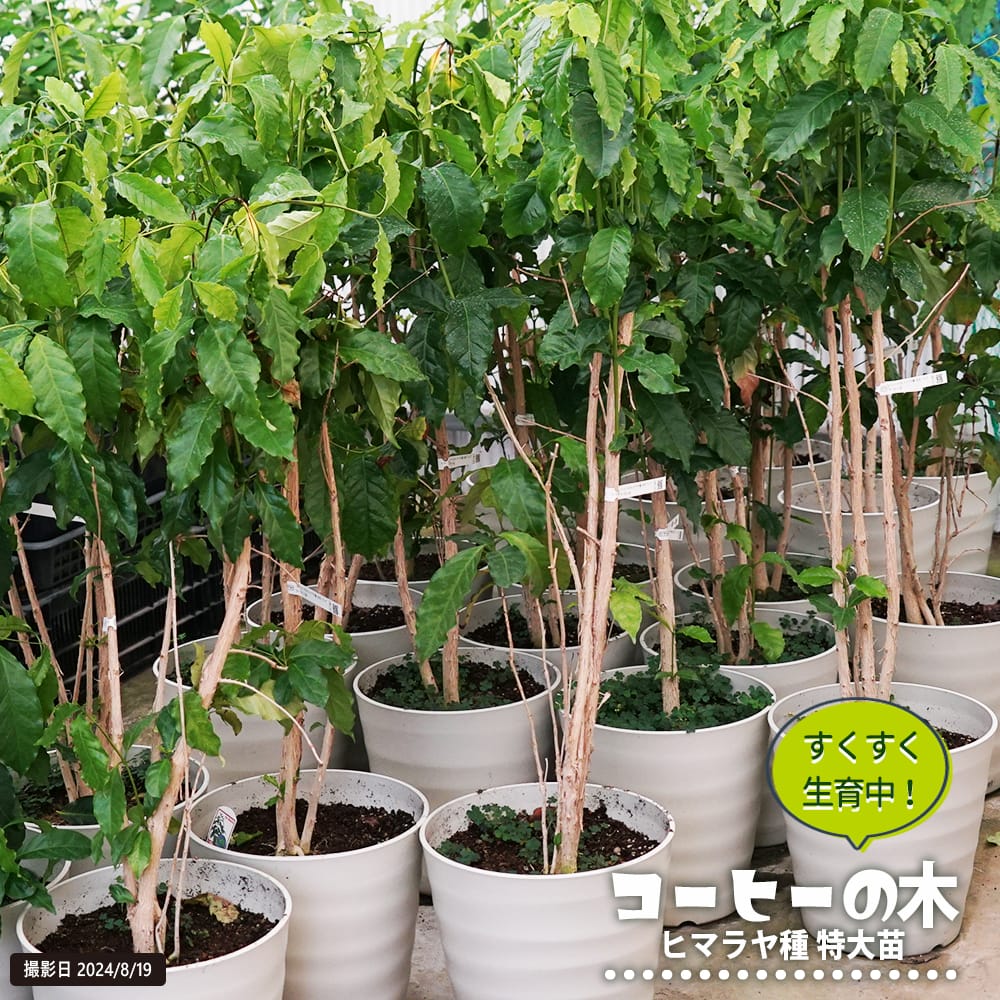 楽天市場】【コーヒーの木】 ヒマラヤ種 特大苗 10号 フレグラーポット