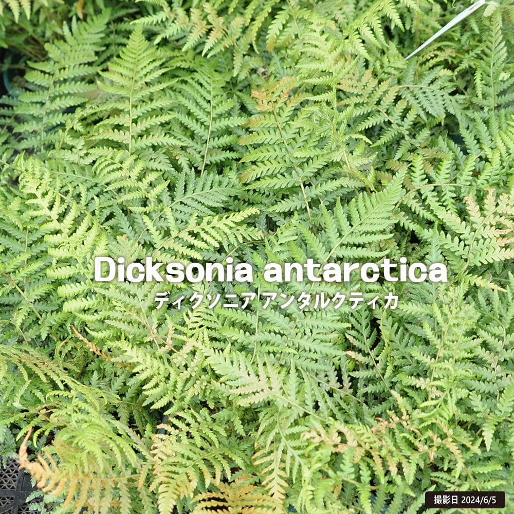 楽天市場】ディクソニア アンタルクティカ 4号ポット苗 : 苗木部 by