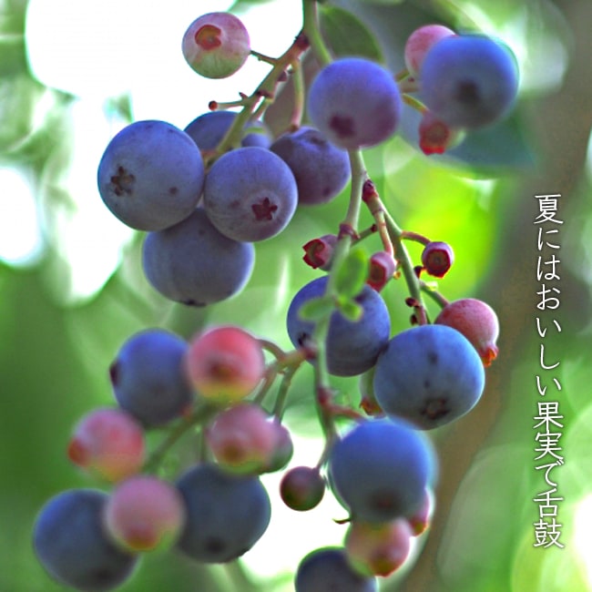 楽天市場】【サザンオニール】 サザンハイブッシュ系 2年生接木苗