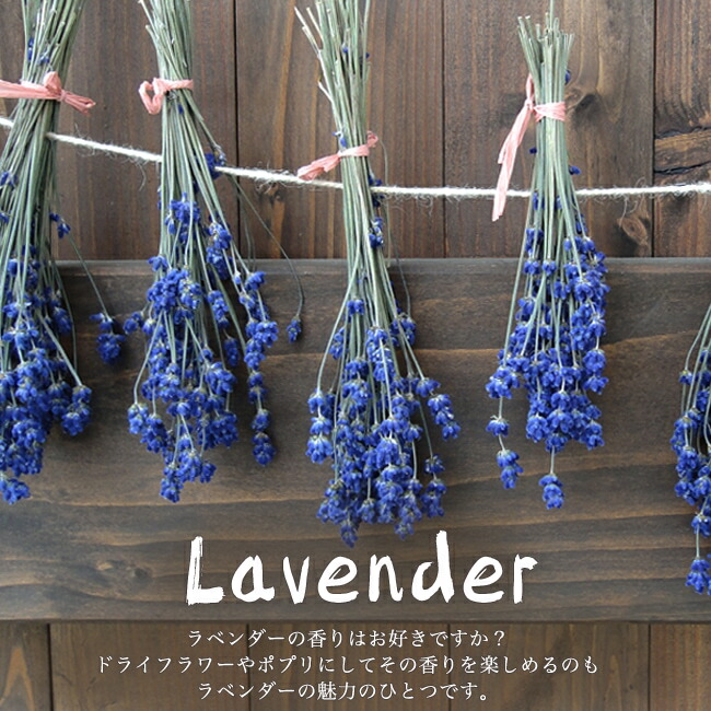 楽天市場】【アヴィニョン アーリーブルー】 （イングリッシュ