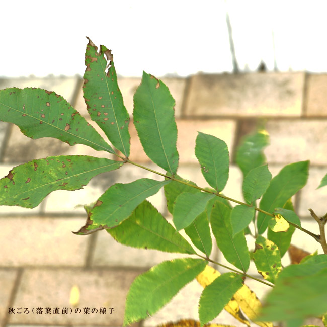 楽天市場】ペカンナッツ 【ウィチタ】 1年生接木 6号ポット苗 : 苗木部