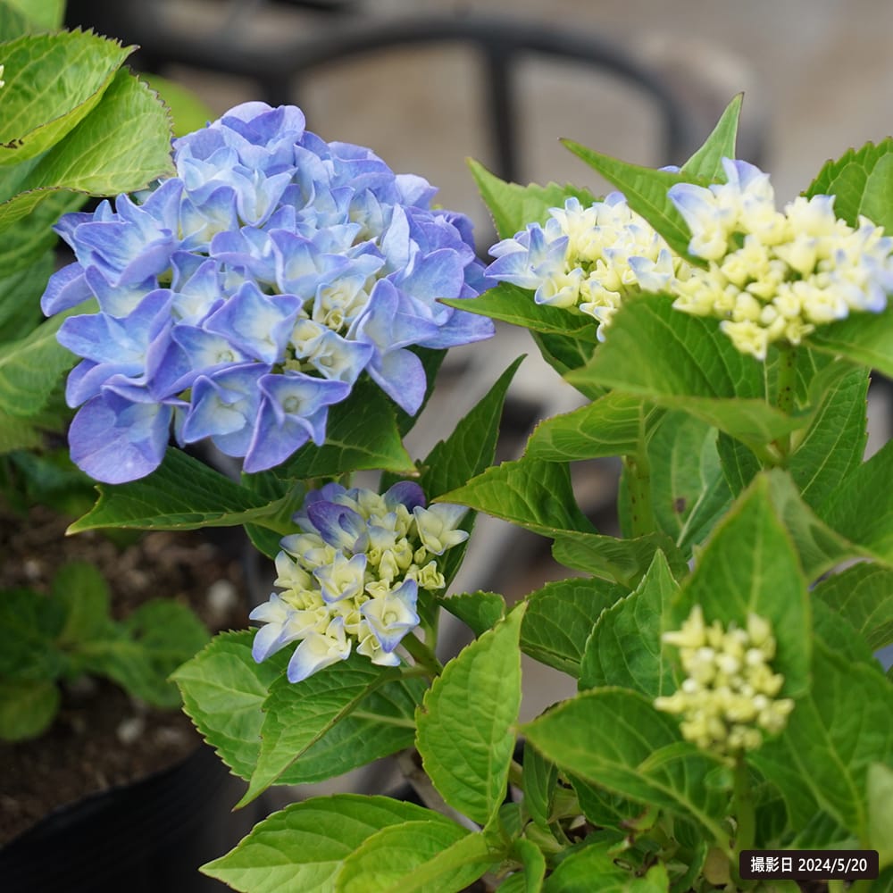 楽天市場】紫陽花 あじさい ハイドランジア 【ピンクサンセット】 5号