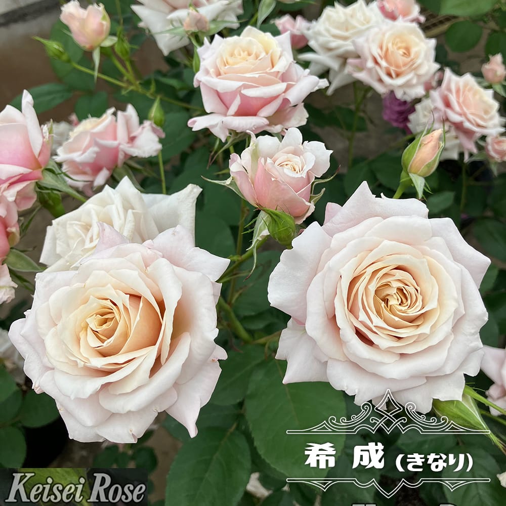 「ベティ」切り花品種バラ苗　レアバラ　3点 楽天市場】 バラ苗 > ブランドローズ一覧 : 苗木部 by 花ひろば