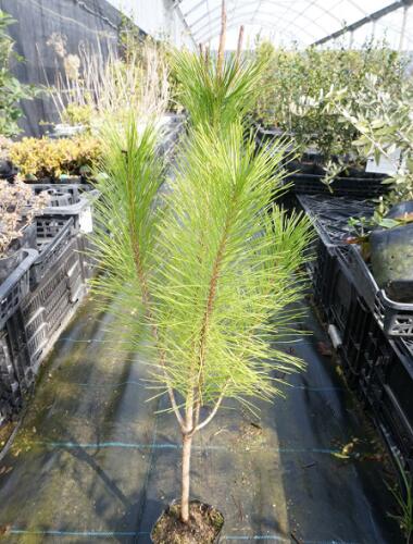 楽天市場】【 単 品 】 アカマツ 樹高0.8m前後 10.5cmポット あかまつ