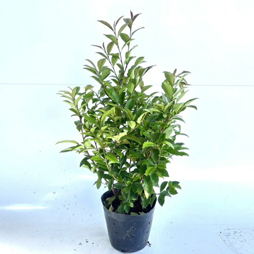 楽天市場】【送料無料】【15本セット】 ヒサカキ 樹高0.4m前後 15cm