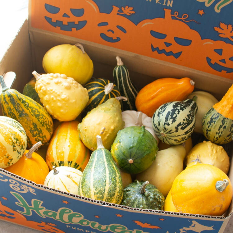 楽天市場】＼2,000円ポッキリ／ 【ミニかぼちゃ/おまかせ5個セット