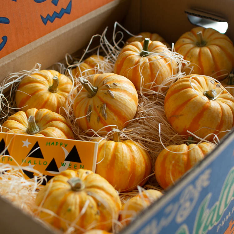 楽天市場】ハロウィン用 本物 生カボチャ 鑑賞用『プッチーニ(直径約7