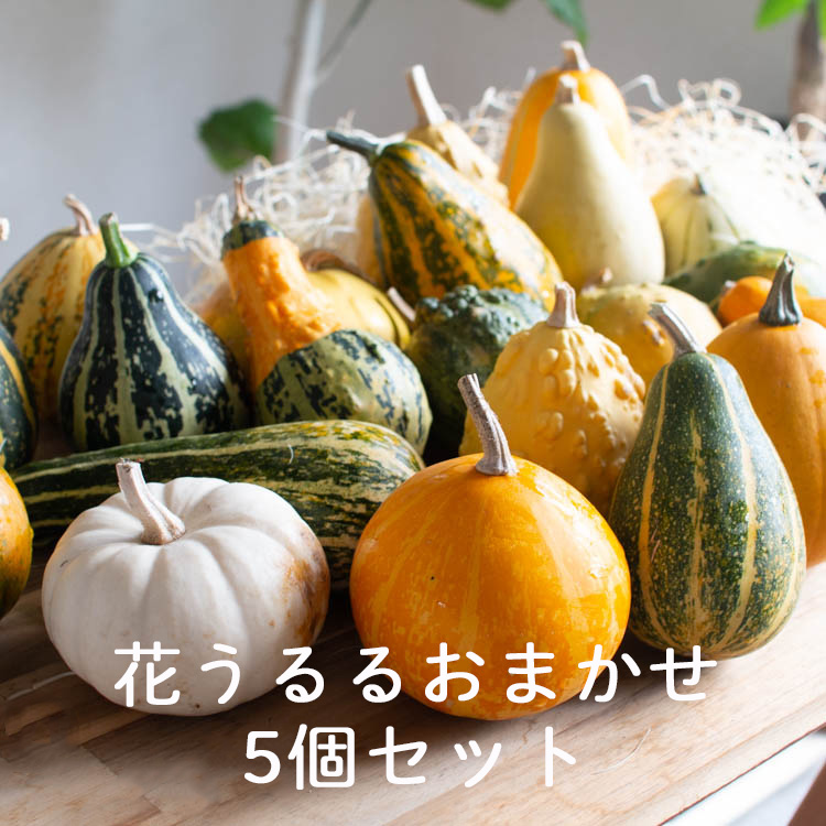 楽天市場】＼2,000円ポッキリ／ 【ミニかぼちゃ/おまかせ5個セット