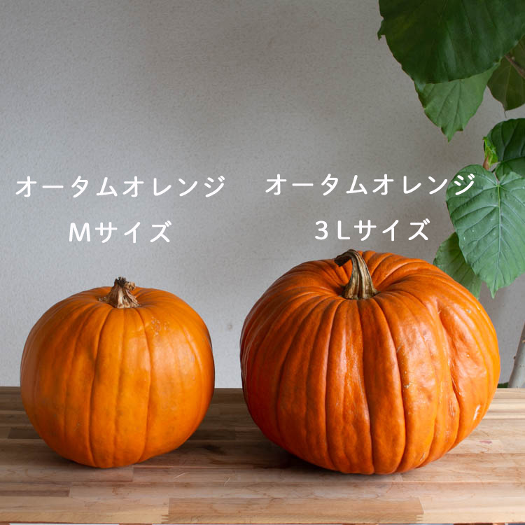 楽天市場】ハロウィン用 巨大 本物カボチャ 鑑賞用『 オータムオレンジ