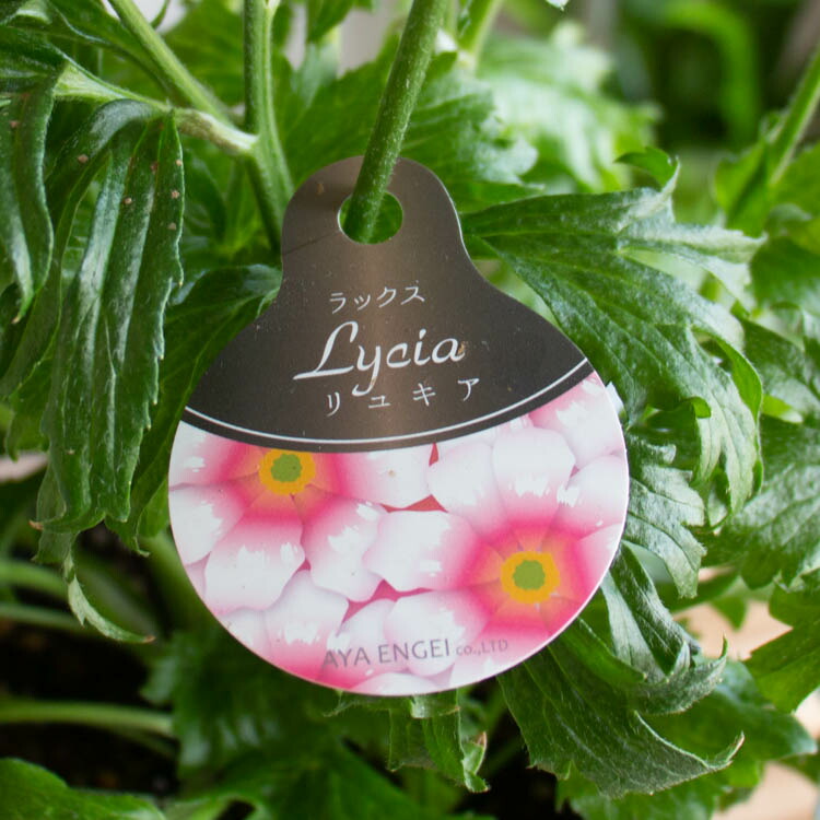 楽天市場】＼売り尽くし・現品限り／ 宿根草 鉢植え「ラナンキュラス