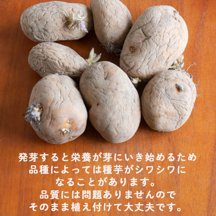 楽天市場】＼マツコの知らない世界で特集／じゃがいも 種芋 種イモ