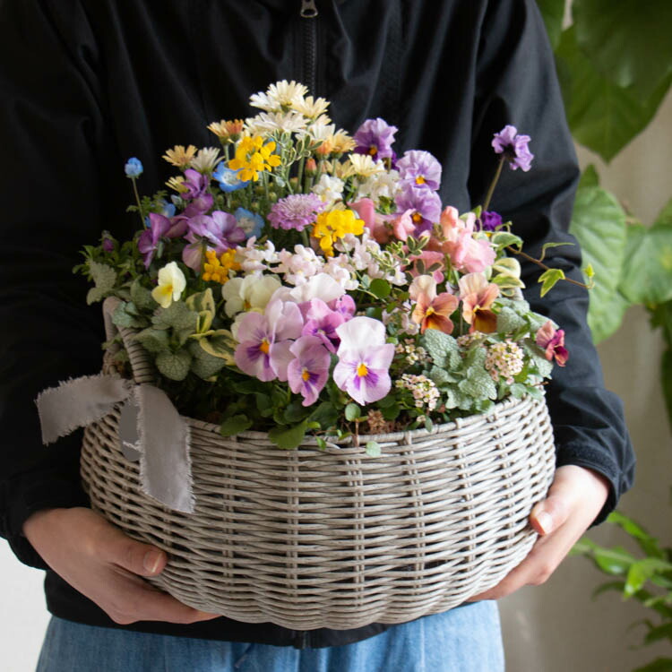 楽天市場】花うるるアレンジ寄せ植え「ジェミニバスケット ロウ(L