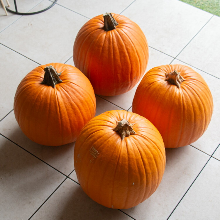 みかんその1】ハロウィンかぼちゃ 本物 訳ありかぼちゃ8個セット