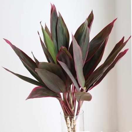 楽天市場】【生花】ドラセナ（赤） 60センチー【OT】[5本] : 花材通販