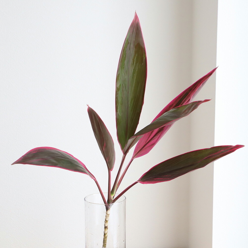 楽天市場】【生花】ドラセナ（赤） 60センチー【OT】[5本] : 花材通販