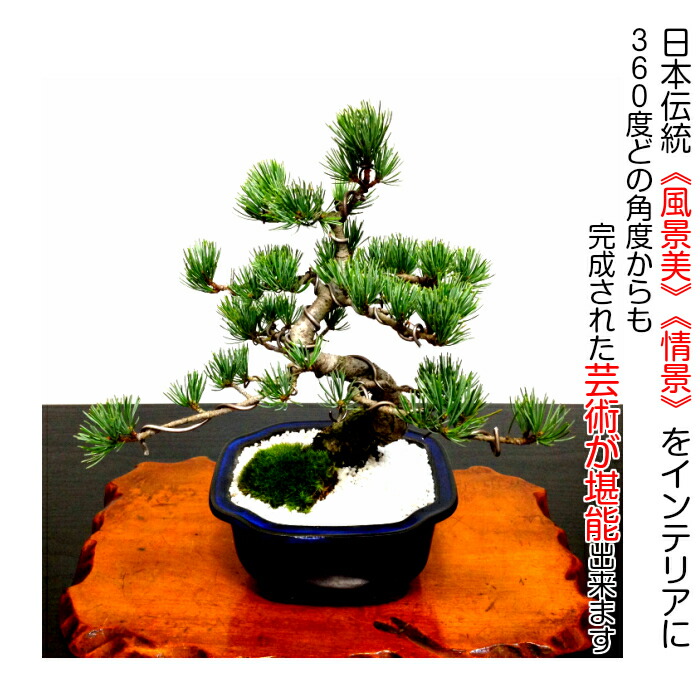 楽天市場】盆栽 松 樹齢10年 本場高松 富士山 五葉松 初心者の方でも