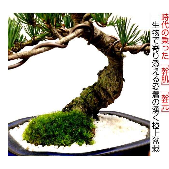 楽天市場】盆栽 松 樹齢10年 本場高松 富士山 五葉松 初心者の方でも
