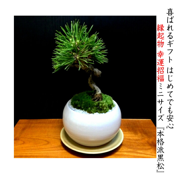 楽天市場】盆栽 黒松 道具 セット 樹形美 樹齢5年 捻転幹 Wプレゼント