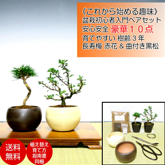 楽天市場】盆栽 松 梅 初心者 入門 セット 選べる樹種 五葉松 黒松