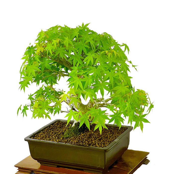 楽天市場】盆栽 もみじ 高級盆栽 山もみじ 現品お届け 一点もの 樹齢35