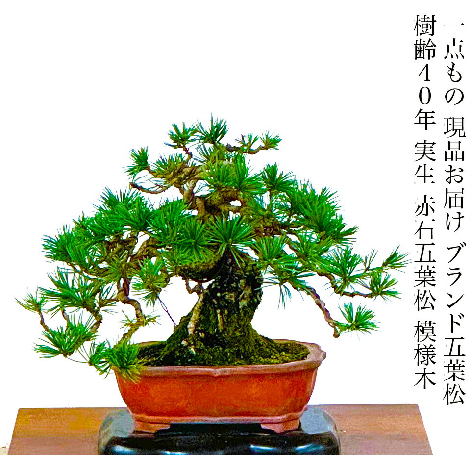 楽天市場】盆栽 松 希少 高級 一点物 現品お届け 樹齢40年 実生 赤石