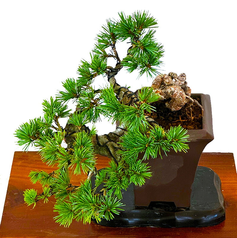 楽天市場】盆栽 松 希少 樹齢20年 吾妻五葉松 宝来 半懸崖 接木 一生