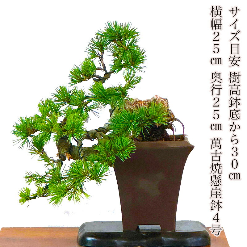楽天市場】盆栽 松 希少 樹齢20年 吾妻五葉松 宝来 半懸崖 接木 一生