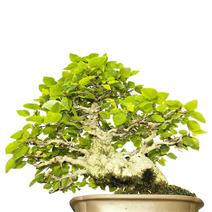 楽天市場】イワシデ 岩四手 希少 樹齢45年 高級盆栽 展示品 : 花心盆栽