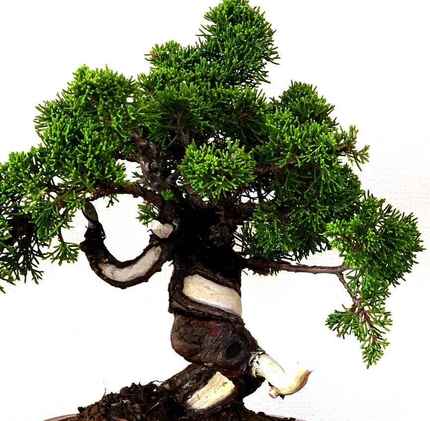 楽天市場】盆栽 真柏 樹齢25年 高級 一点物 糸魚川真柏【最高峰品質