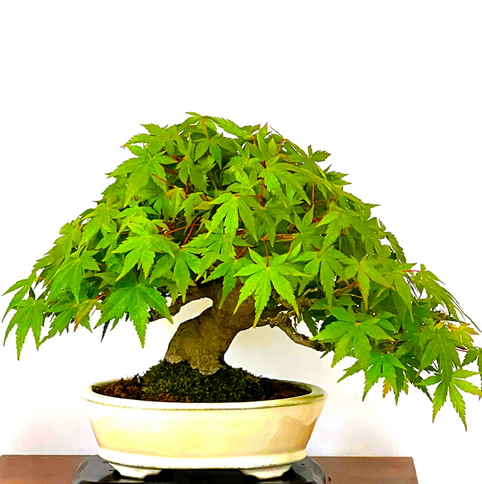 楽天市場】盆栽 山もみじ 現品お届け 一点もの 樹齢40年 曲幹 太幹