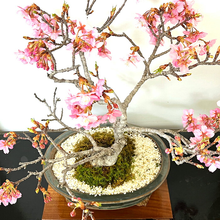 楽天市場】盆栽 桜 河津桜 高級盆栽 古木 樹齢35年 一点もの 現品お
