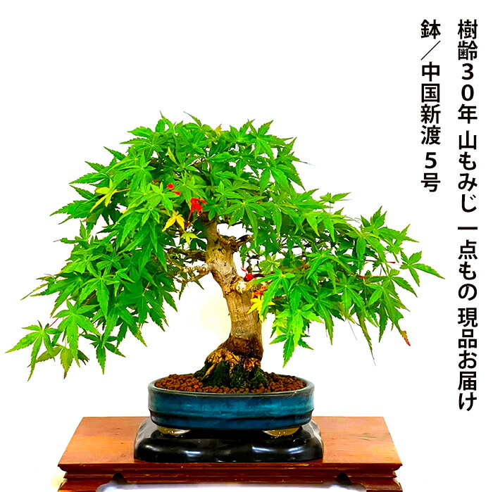 楽天市場】もみじ 高級盆栽 山もみじ 現品お届け 一点もの 希少 樹齢30