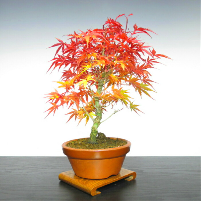 楽天市場】もみじ 盆栽 楽天ランキング1位 極美葉の曲付き荒皮もみじ