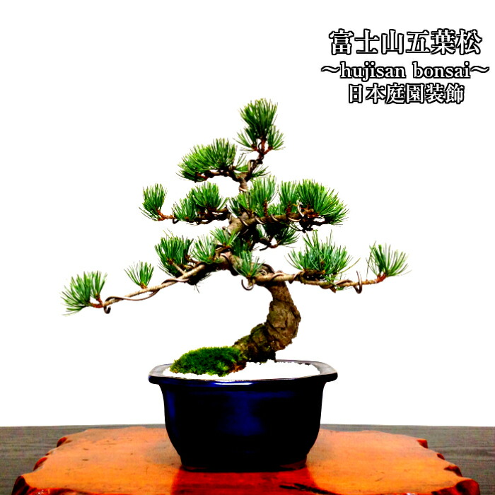 楽天市場】盆栽 松 樹齢10年 本場高松 富士山 五葉松 初心者の方でも