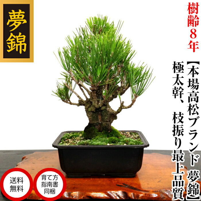 楽天市場】盆栽 松 楽天ランキング1位 樹齢8年 渾身の傑作 極太幹の