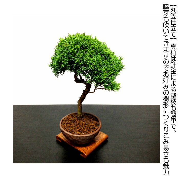 楽天市場】盆栽 真柏 入門種 樹齢6年 特撰 曲幹糸魚川真柏 挿し木 W