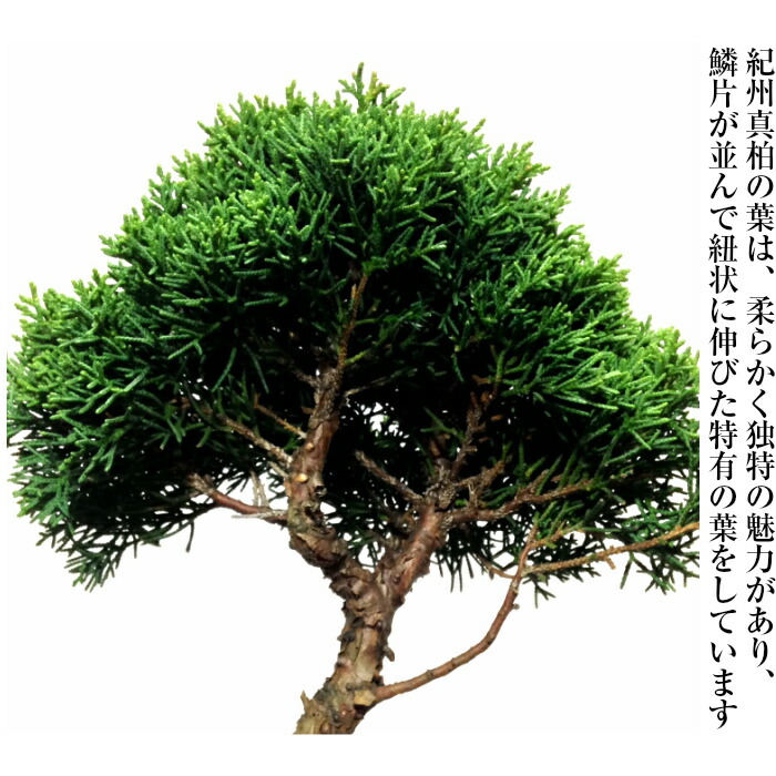 楽天市場】盆栽 真柏 樹齢5年 特撰 曲付 紀州 真柏 盆栽 Wプレゼント