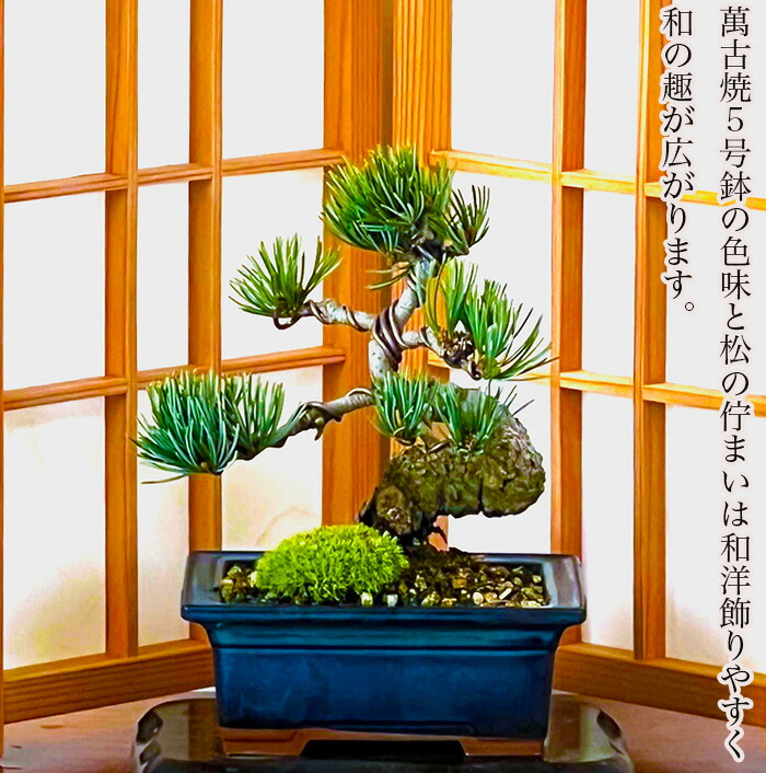楽天市場】盆栽 松 五葉松 樹齢10年 ミニ盆栽 楽天ランキング1位受賞