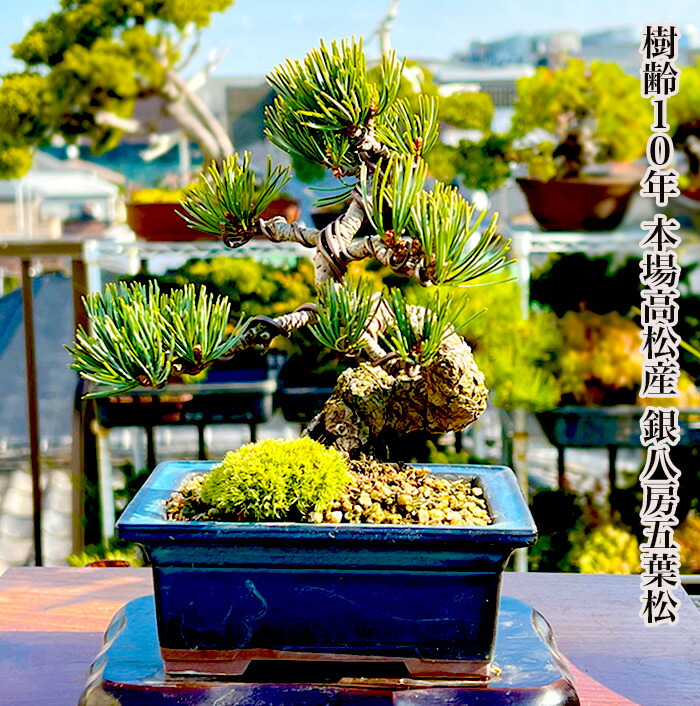 楽天市場】盆栽 松 五葉松 樹齢10年 ミニ盆栽 楽天ランキング1位受賞