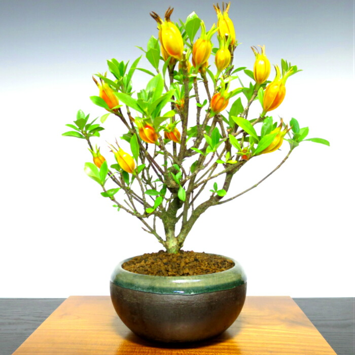 楽天市場】盆栽 クチナシ 樹齢7年 梔子 曲幹 三大香木【ブランド盆栽