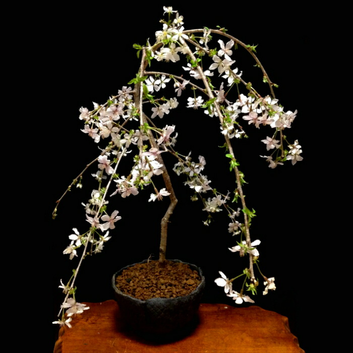 楽天市場】ポイント倍増 セール特価 盆栽 桜 枝垂れ桜 しだれ富士桜 極