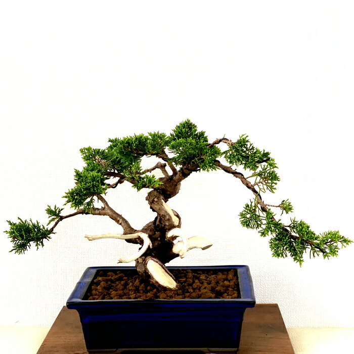 楽天市場】盆栽 真柏 樹齢25年 高級 一点物 糸魚川真柏【最高峰品質