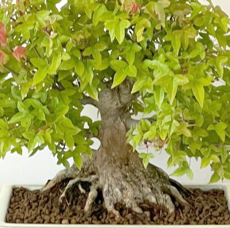 楽天市場】盆栽 楓 かえで 樹齢50年 一点もの 現品お届け 無料