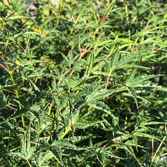 楽天市場】[楽天市場店限定価格] ◇グリゴー スーパーSALE◇ もみじ