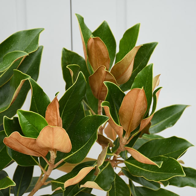 楽天市場】タイサンボク 苗 【リトルジェム （矮性）】 約0.7m ポット