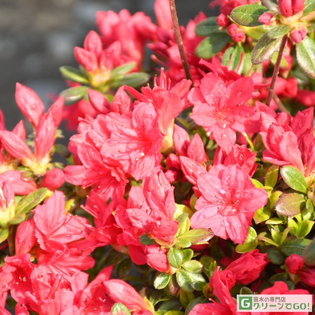楽天市場】ツツジ 苗木 販売 【久留米ツツジ 今猩々 （いましょう