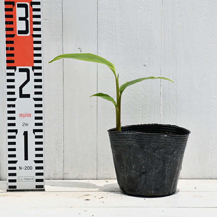 楽天市場】ガランガル 苗 【タイショウガ カー】 ポット苗 ショウガ