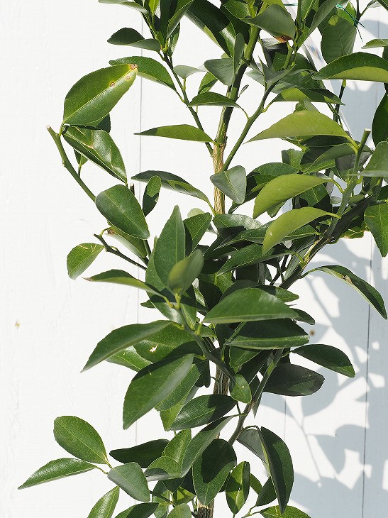 楽天市場】◇送料無料◇ □優良2年生大苗□ シークワーサー 苗木